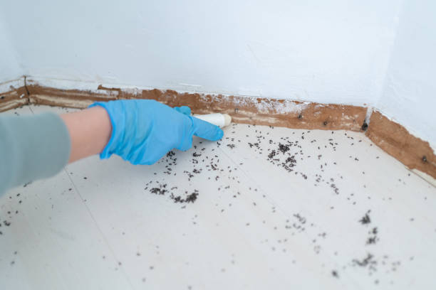 Best Pest Control Treatment  in Grand Mound, WA