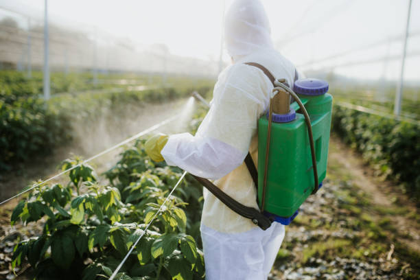Best Termite Control Services  in Grand Mound, WA